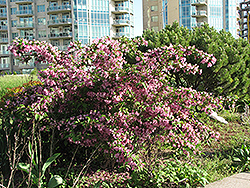 Pink Princess Weigela (Weigela florida 'Pink Princess') at Lakeshore Garden Centres