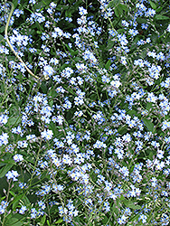 Forget-Me-Not (Myosotis sylvatica) at Peter Knippel Garden Centre