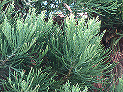 Giant Sequoia (Sequoiadendron giganteum) at Lakeshore Garden Centres