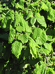 Harry Lauder's Walking Stick (tree form) (Corylus avellana 'Contorta (tree form)') at Lakeshore Garden Centres