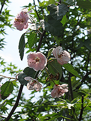 Klehm's Improved Bechtel Flowering Crab (Malus ioensis 'Klehm's Improved Bechtel') at Lakeshore Garden Centres