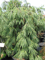 Weeping White Pine (Pinus strobus 'Pendula') at Peter Knippel Garden Centre