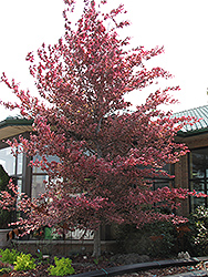 Tricolor Beech (Fagus sylvatica 'Roseomarginata') at Lakeshore Garden Centres