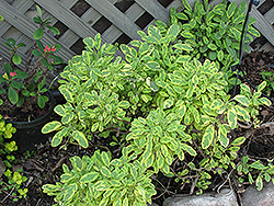 Golden Sage (Salvia officinalis 'Aurea') at Lakeshore Garden Centres