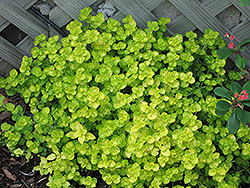 Golden Marjoram (Origanum majorana 'Aureum') at Lakeshore Garden Centres