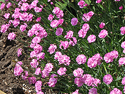 Tiny Rubies Dwarf Mat Pinks (Dianthus gratianopolitanus 'Tiny Rubies') at Peter Knippel Garden Centre