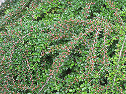 Ground Cotoneaster (Cotoneaster horizontalis) at Lakeshore Garden Centres
