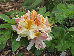Buttons and Bows Azalea (Rhododendron 'Buttons and Bows') at Lakeshore Garden Centres