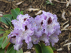 Blue Peter Rhododendron (Rhododendron 'Blue Peter') at Lakeshore Garden Centres