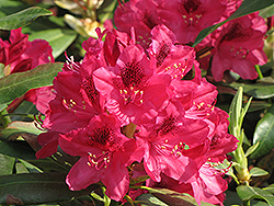 Nova Zembla Rhododendron (Rhododendron 'Nova Zembla') at Green Thumb Garden Centre