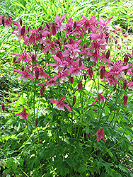 Songbird Robin Columbine (Aquilegia 'Robin') at Lakeshore Garden Centres
