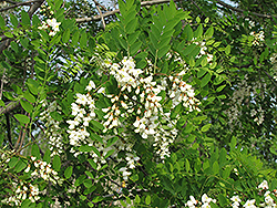 Black Locust (Robinia pseudoacacia) at Lakeshore Garden Centres
