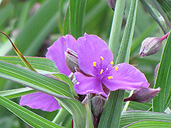 Concord Grape Spiderwort (Tradescantia x andersoniana 'Concord Grape') at Peter Knippel Garden Centre