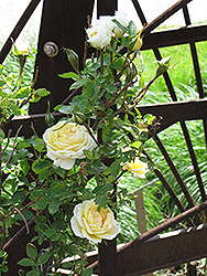 J.P. Connell Rose (Rosa 'J.P. Connell') at Golden Acre Home & Garden