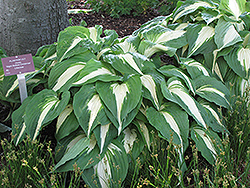 Night Before Christmas Hosta (Hosta 'Night Before Christmas') at Lakeshore Garden Centres