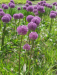 Giant Onion (Allium giganteum) at Lakeshore Garden Centres