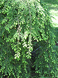 Sargent's Weeping Hemlock (Tsuga canadensis 'Sargentii') at Lakeshore Garden Centres