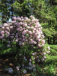 Catawba Rhododendron (Rhododendron catawbiense) at Lakeshore Garden Centres