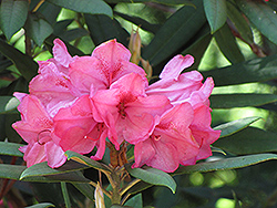 Atroflo Rhododendron (Rhododendron 'Atroflo') at Lakeshore Garden Centres