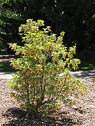 Red Bells Enkianthus (Enkianthus campanulatus 'Red Bells') at Lakeshore Garden Centres