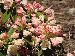 Percy Wiseman Rhododendron (Rhododendron 'Percy Wiseman') at Lakeshore Garden Centres