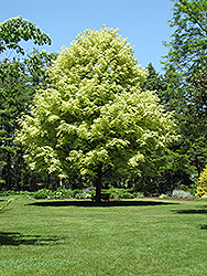 Variegated Norway Maple (Acer platanoides 'Variegatum') at A Very Successful Garden Center