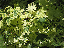 Variegated Norway Maple (Acer platanoides 'Variegatum') at A Very Successful Garden Center