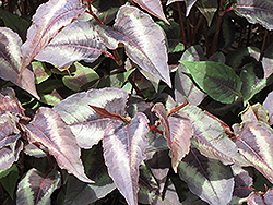 Red Dragon Fleeceflower (Persicaria microcephala 'Red Dragon') at Lakeshore Garden Centres