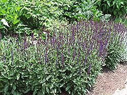 Caradonna Sage (Salvia x sylvestris 'Caradonna') at Green Thumb Garden Centre