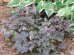 Burnished Bronze Foamy Bells (Heucherella 'Burnished Bronze') at Lakeshore Garden Centres