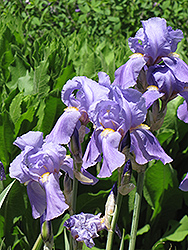 Golden Variegated Sweet Iris (Iris pallida 'Aureovariegata') at A Very Successful Garden Center