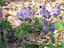 Philippe Vapelle Cranesbill (Geranium 'Philippe Vapelle') at Lakeshore Garden Centres