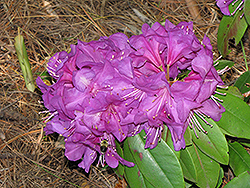 Northern Starburst Rhododendron (Rhododendron 'Northern Starburst') at Lakeshore Garden Centres