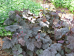 Velvet Night Coral Bells (Heuchera 'Velvet Night') at Lakeshore Garden Centres