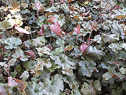 Cappuccino Coral Bells (Heuchera 'Cappuccino') at Lakeshore Garden Centres