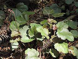 Cherries Jubilee Coral Bells (Heuchera 'Cherries Jubilee') at Lakeshore Garden Centres
