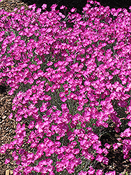 Firewitch Pinks (Dianthus gratianopolitanus 'Firewitch') at Peter Knippel Garden Centre