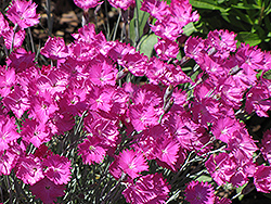 Firewitch Pinks (Dianthus gratianopolitanus 'Firewitch') at Peter Knippel Garden Centre