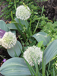 Ivory Queen Ornamental Onion (Allium karataviense 'Ivory Queen') at Lakeshore Garden Centres