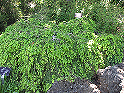 Cole's Prostrate Hemlock (Tsuga canadensis 'Cole's Prostrate') at A Very Successful Garden Center