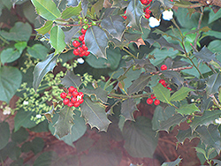 English Holly (Ilex aquifolium) at Lakeshore Garden Centres