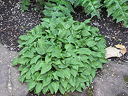 Tiny Tears Hosta (Hosta 'Tiny Tears') at Lakeshore Garden Centres