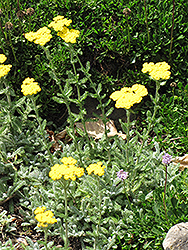Wooly Yarrow (Achillea tomentosa) at Lakeshore Garden Centres