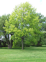 Yellow Variegated Tuliptree (Liriodendron tulipifera 'Aureomarginatum') at Lakeshore Garden Centres