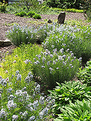 Narrow-Leaf Blue Star (Amsonia hubrichtii) at Peter Knippel Garden Centre