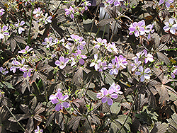 Espresso Cranesbill (Geranium maculatum 'Espresso') at Lakeshore Garden Centres