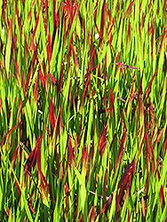 Red Baron Japanese Blood Grass (Imperata cylindrica 'Red Baron') at A Very Successful Garden Center