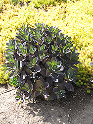 Black Jack Stonecrop (Sedum 'Black Jack') at Lakeshore Garden Centres