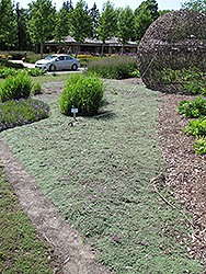 Wooly Thyme (Thymus pseudolanuginosis) at Green Thumb Garden Centre