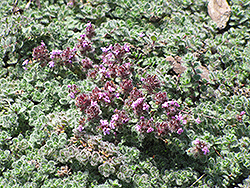 Wooly Thyme (Thymus pseudolanuginosis) at A Very Successful Garden Center